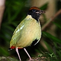 Lots of Noisy Pitta in Blue Arrow<br />Canon EOS 6D + EF400 F5.6L + SPEEDLITE 580EXII + Better Beamer